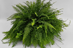 Boston Fern