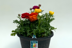 Ranunculus Sprinkles Mix
