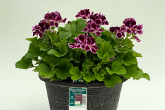 Regal Elegance Imperial Burgundy