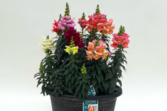 Snapdragon Liberty Classic Mix