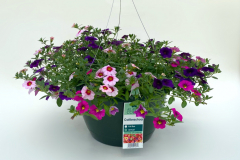 Trixi Berry Daring